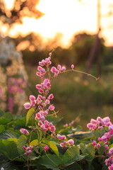 Mexican creeper or Coral Vine ( Pink Antigonon leptopus )