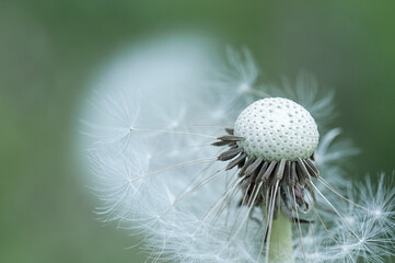 Close-up of a white dandelion  with a few fluffy  seeds , macro photo