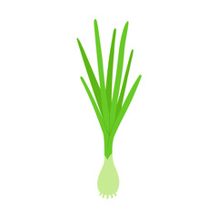 Onion flat vector doodle illustration. Green vegetables healthy food clipart