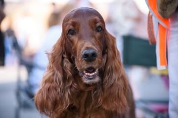 Portrait of an Irish Setter dog. The red dog looks at the camera. Close-up.