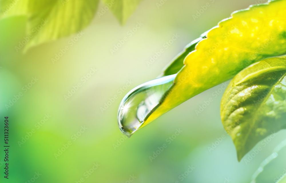 Aufkleber Beautiful macro image of a drop of water or dew on tip of green leaf as symbol of  purity and fragility of nature. Reflection of sunlight in drop of clean water.