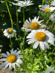 daisies in a garden