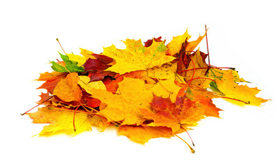 Bunch of beautiful natural colorful autumn maple leaves, isolated on a white background.