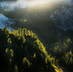 Sunset light in the larches forest