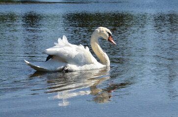 Schwan schwimmt über den See
