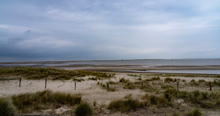 reeds at the coast of the warden sea in germany