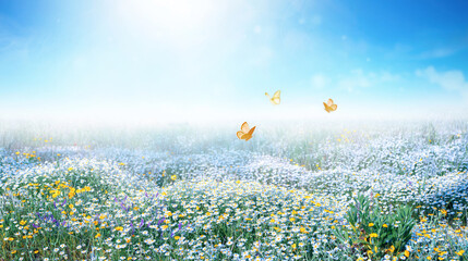 Bright spring or summer cheerful image of field of blooming meadow flowers daisy and butterflies fluttering above it against backdrop of bright blue sky in nature.