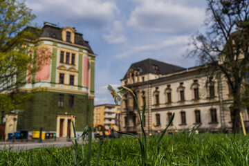 Fototapeta na wymiar Narcissus flower in grass on blurred street in Wroclaw