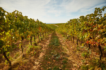 Fototapeta na wymiar View of the grape rows in autumn 