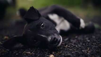 Fototapeta premium black and white puppy