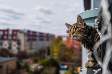 Cat on balcony with Wroclaw city at background