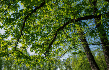 The blue sky through the green tree tops of tall big old trees in a forest. Panorama in a forest, magnificent from below view to the treetops with fresh green foliage.