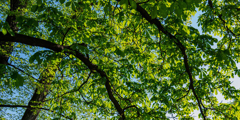 The blue sky through the green tree tops of tall big old trees in a forest. Panorama in a forest, magnificent from below view to the treetops with fresh green foliage.