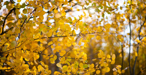 Yellow leaves during autumn season with warm sunlight from behind. Fall park on blurry background. Beautiful nature scene. Autumn landscape with yellow trees and sun. Colorful foliage.