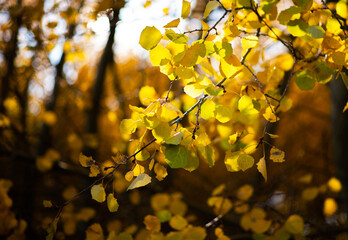 Beautiful autumn landscape with yellow trees and sun. Colorful foliage in the park. Falling leaves natural background. Close-up of a yellow foliage in the bright rays of the autumn sun.