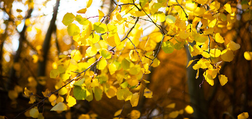 Beautiful autumn landscape with yellow trees and sun. Colorful foliage in the park. Falling leaves natural background. Close-up of a yellow foliage in the bright rays of the autumn sun.