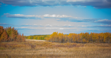 An autumn scenic view of a rural landscape. Meadow overgrown with dried grass and colorful autumn trees in the distance under a bright blue sky. Autumn landscape of Altai, Russia.