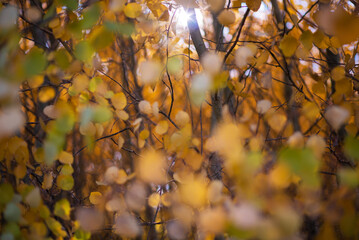 Beautiful autumn landscape with yellow trees and sun. Colorful foliage in the park. Falling leaves natural background. Close-up of a yellow foliage in the bright rays of the autumn sun.