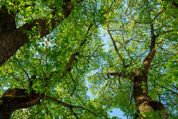 The blue sky through the green tree tops of tall big old trees in a forest. Panorama in a forest, magnificent from below view to the treetops with fresh green foliage.