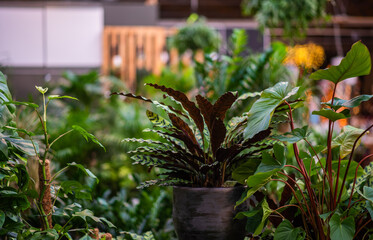 Interior of a flower shop with lots of different modern styled objects and flowers.