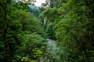 Fototapeta na wymiar Mountain river flowing through the green forest.