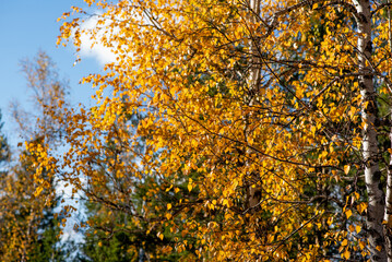 Autumn bright natural background, design, banner or template. Yellow Autumnal landscape. Autumn tree leaves sky background.