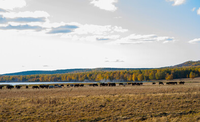 Altai wild horses on the river bank in the early morning colorful view of a herd of horses grazing in a magnificent autumn landscape. Yellow grass and colorful foliage trees in the distance.