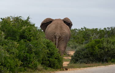 Elefant im Naturreservat Addo Elephant National Park Südafrika