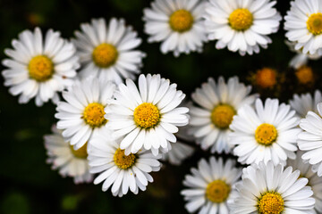 Bellis perennis flower. Daisy blooms in spring © Vlad Ispas