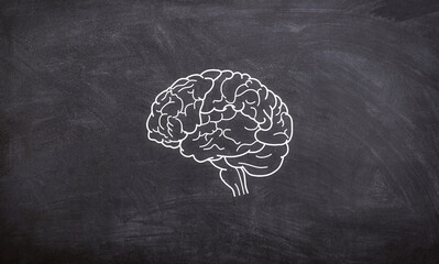 Brain drawing on chalkboard human anatomy drawing