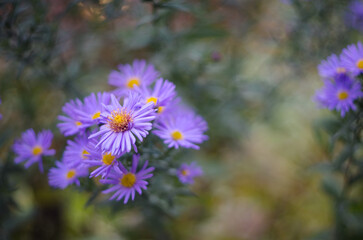 purple chrysanthemums