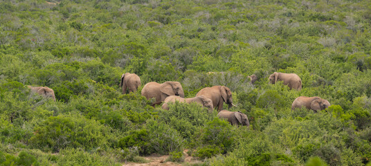 Elefanten im Naturreservat Addo Elephant National Park Südafrika