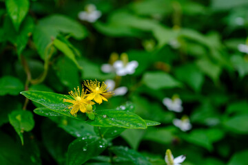 オトギリソウ属ヒペリカム