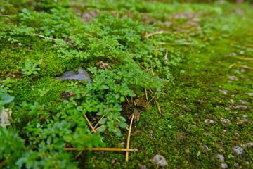 The plant moss in macro wet green land 