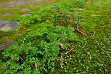 The plant moss in macro wet green land 