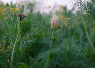 poppy button