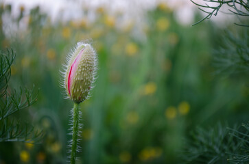 poppy button