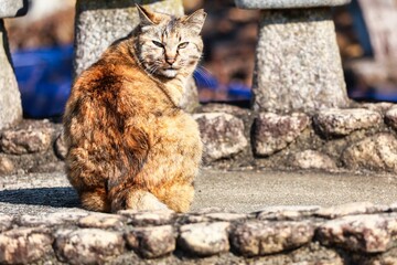 のんびり過ごしている可愛い野良猫