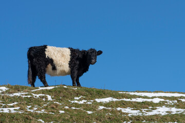 Single Belted Galloway Cow viewed from below