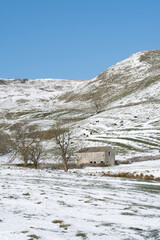 Snow covered field,  dry stone wall and barn, Yorkshire Dales in winter with Belted Galloway cattle. - 511328477