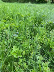 green grass in the garden