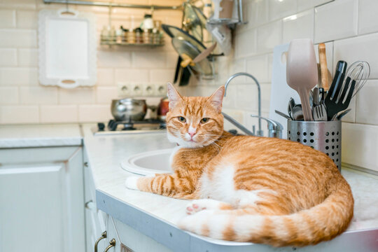Beautiful ginger long hair cat lying on kitchen table on a sunny day at home