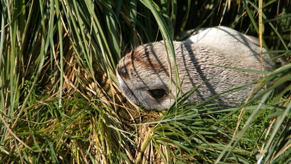 Antarctic fur seal (Arctocephalus gazella) pup in the tussock grass at Jason Harbor, South Georgia Island