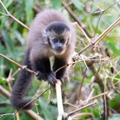 Monkey moving on bambus twig  towards viewer, green background