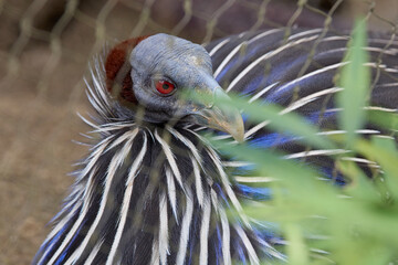 フサホロホロチョウ