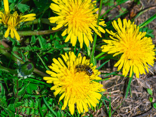A bee on a yellow dandelion collects pollen. Bees in a meadow in the village. Pollination of flowering plants. Honey bees.