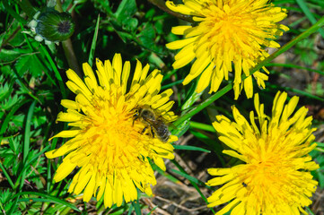 A bee on a yellow dandelion collects pollen. Bees in a meadow in the village. Pollination of flowering plants. Honey bees.