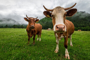 Cows on the meadow on a cloudy day