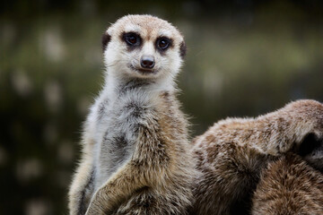 ミーアキャット