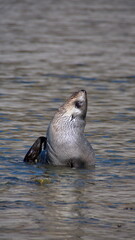 Fototapeta premium Antarctic fur seal (Arctocephalus gazella) pup in a lagoon at Jason Harbor, South Georgia Island